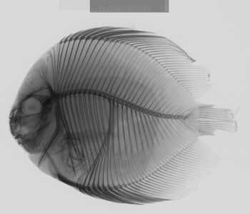Media type: image;   Ichthyology 49178 Aspect: lateral,description
